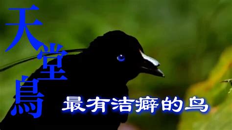 天堂鳥 鳥類|【動物世界】世界上最有潔癖的鳥